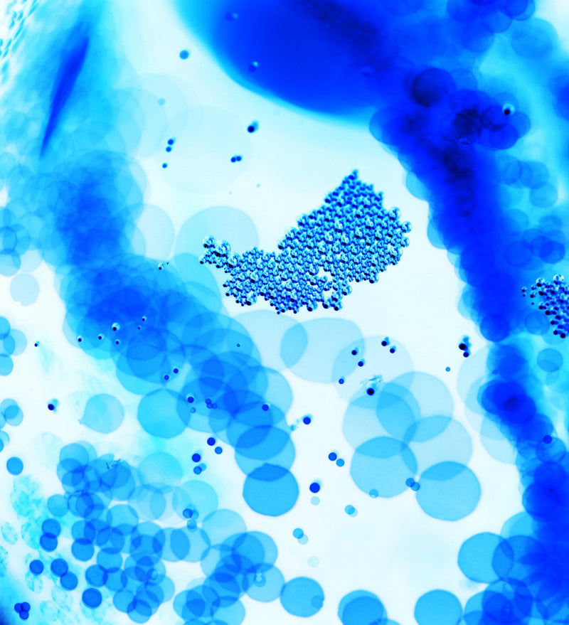 Bifidobacteria longum