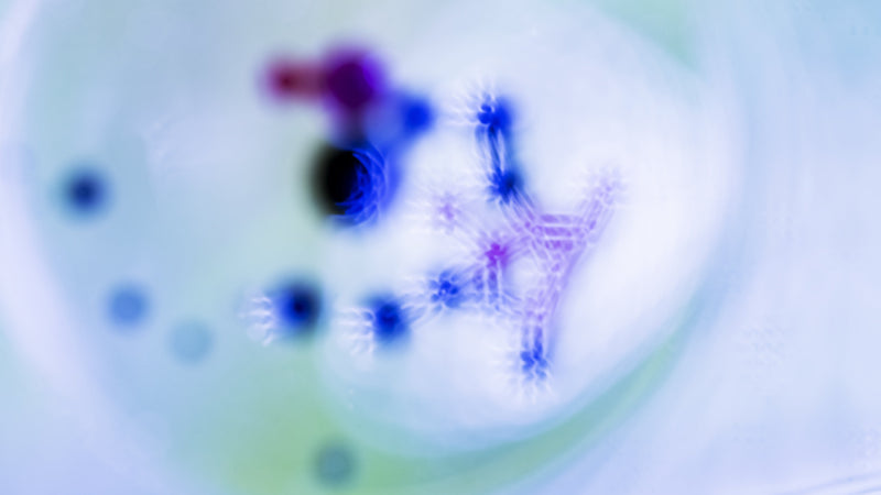 Lactobacillus acidophilus