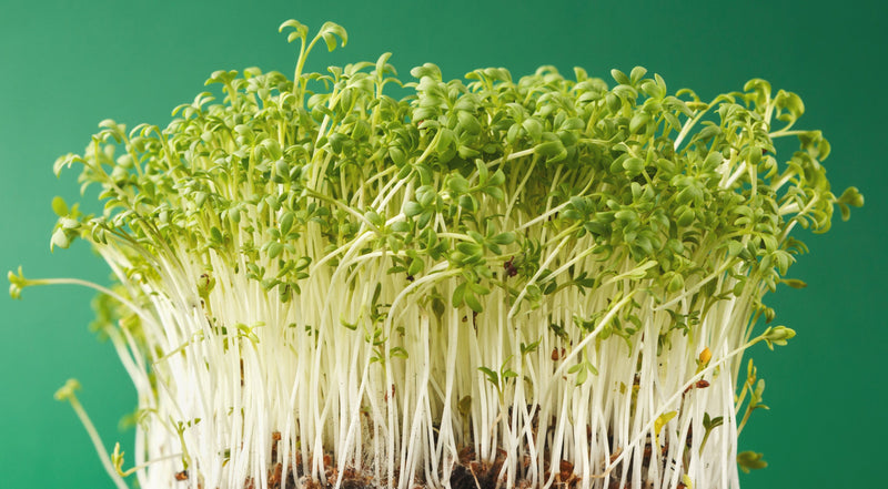 Alfalfa herb
