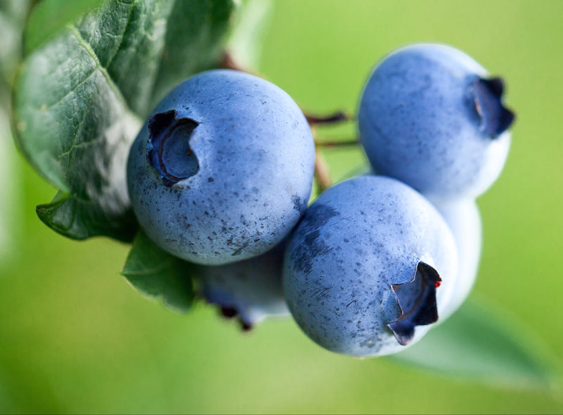 Blueberry