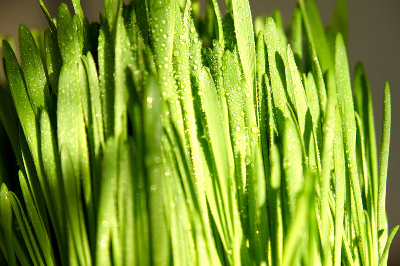 Chlorophyll